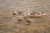 Mother Duck with six Ducklings