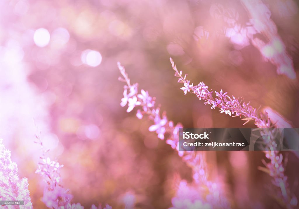 Campo astratto con luce solare - Foto stock royalty-free di Ambientazione esterna