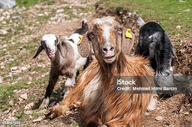 Koza Z Niemowlętami - zdjęcia stockowe i więcej obrazów Humor - Humor, Koza - Ssaki kopytne, Koza domowa