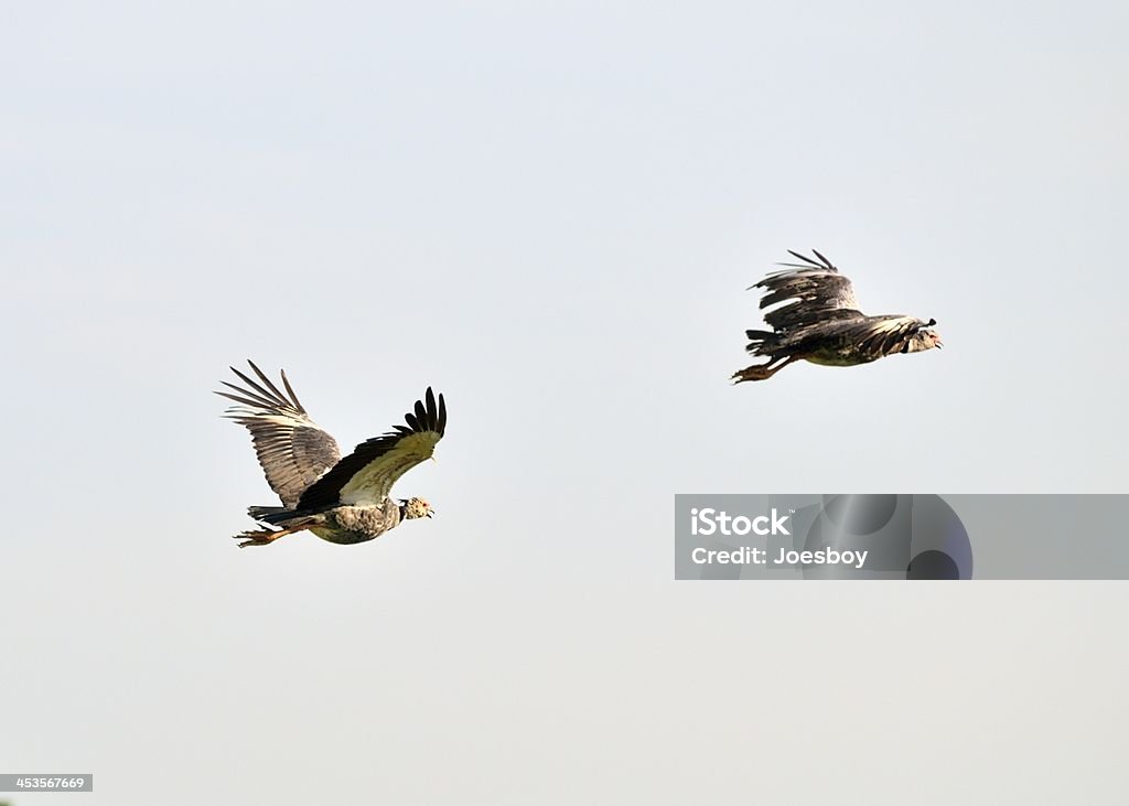 Pantanal Southern Screamers Flying z dala - Zbiór zdjęć royalty-free (Bez ludzi)