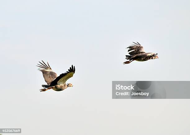 Pantanal Southern Screamers Flying Z Dala - zdjęcia stockowe i więcej obrazów Bez ludzi - Bez ludzi, Brazylia, Dzikie zwierzęta