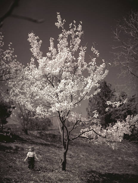 árbol de magnolia en floración. - magnolia flower sepia toned flower head fotografías e imágenes de stock