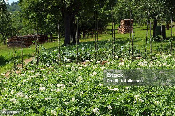 Blühende Pflanzen Kartoffel Stockfoto und mehr Bilder von Blatt - Pflanzenbestandteile - Blatt - Pflanzenbestandteile, Blume, Blüte