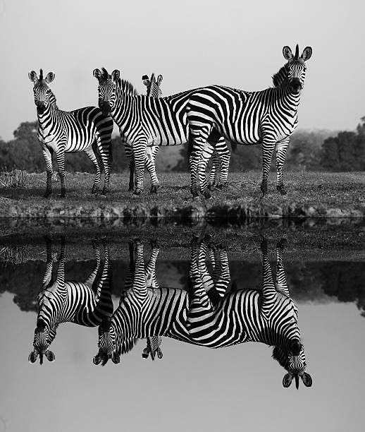 istock Herd of Zebra with Reflection in Water 453568575
