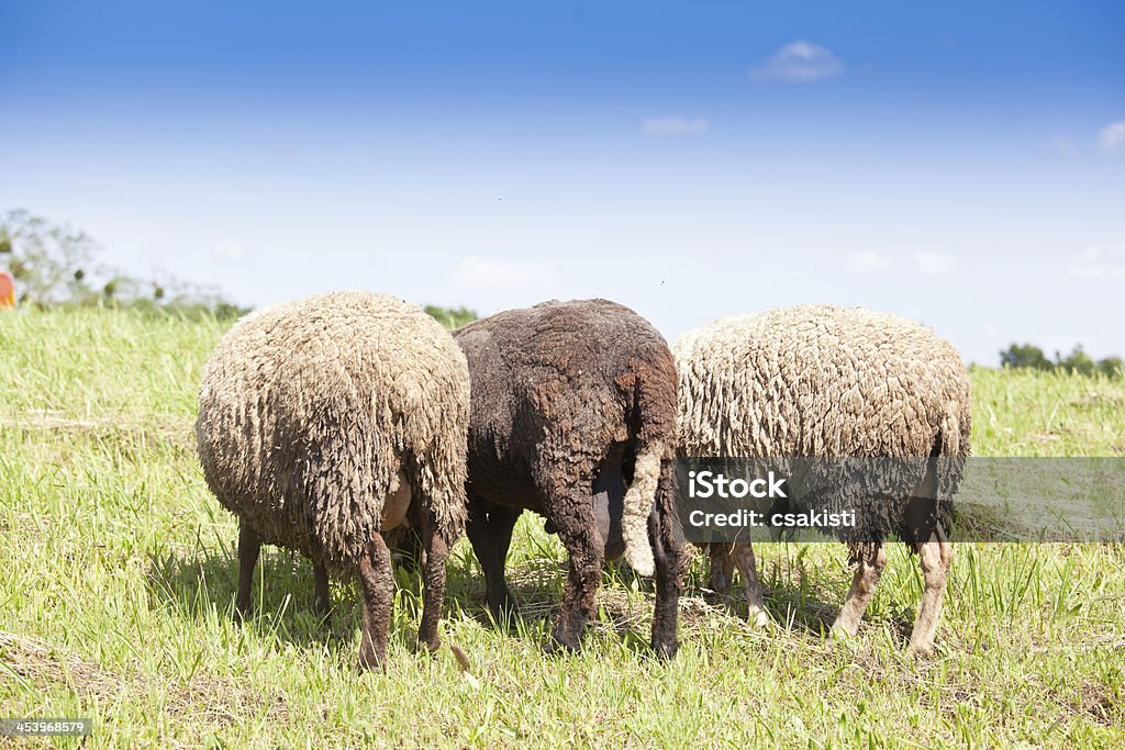 Lambs - Foto de stock de Agricultura libre de derechos