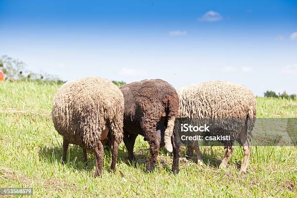 Lambs Foto de stock y más banco de imágenes de Agricultura - Agricultura, Aire libre, Alimentar