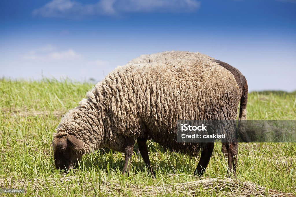 子羊の - ふわふわのロイヤリティフリーストックフォト
