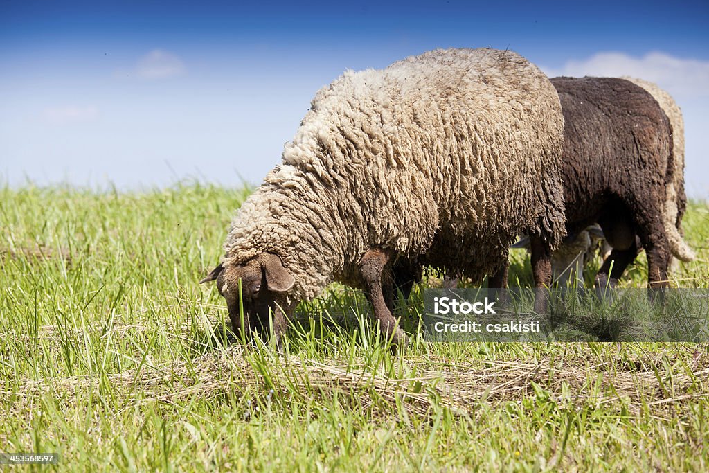 Lambs - Foto de stock de Agricultura libre de derechos