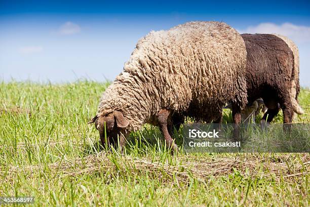 Lambs Foto de stock y más banco de imágenes de Agricultura - Agricultura, Aire libre, Alimentar