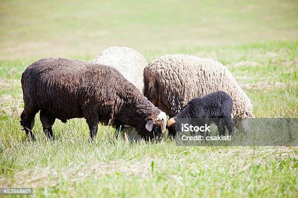 Cordeiros - Fotografias de stock e mais imagens de Agricultura - Agricultura, Alimentar, Animal