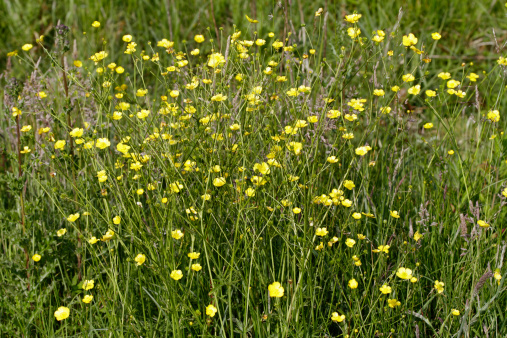 Lesser spearwort (Ranunculus flammula) has narrow, spear-shaped leaves that distinguish it from other members of the buttercup family (which have similar yellow flowers but lobed leaves). Lesser spearwort grows on shaded marshy ground, wet shallow ditches and on the edges of ponds. Here, they are scattered at the edge of an artificial pond at Cranmer Green Nature Reserve in Mitcham, Merton, England. The poisonous sap of lesser spearwort has been known to kill grazing animals, and the Latin name (flammula) may refer to the inflammation that can occur if the sap comes into contact with human skin.