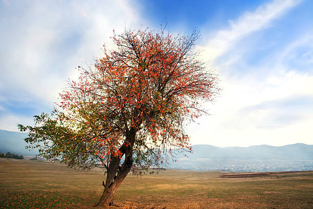 tryb hdr tree - oak tree tree grass hdr zdjęcia i obrazy z banku zdjęć