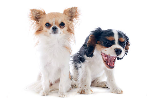 chihuahua et cavalier king charles - chihuahua dog pets yawning photos et images de collection