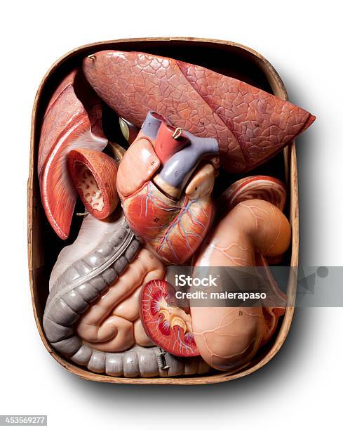 Órgãos De Um Modelo De Anatomia Humana - Fotografias de stock e mais imagens de Anatomia - Anatomia, Boneca, Doutor