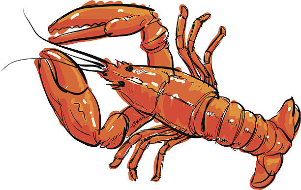 조리된 바닷가재 - lobster seafood prepared shellfish crustacean stock illustrations