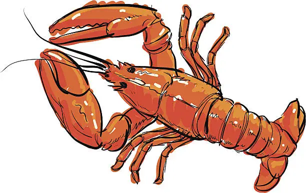 Vector illustration of Cooked Lobster