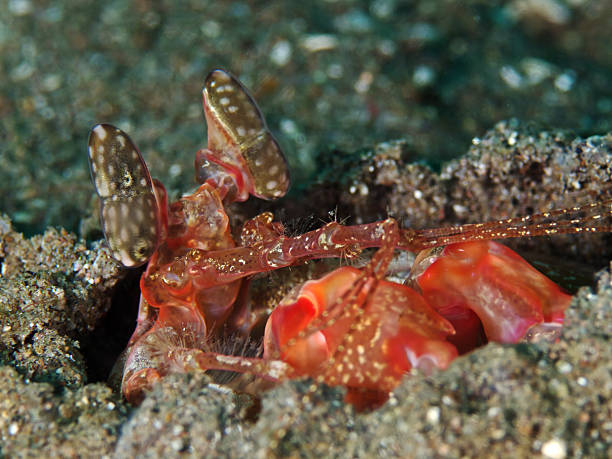 istock Mantis Shrimp, Sperrer-Fangschreckenkrebs (Lysioquillina lisa) 453570981