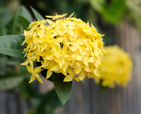 Jungle geranium (Ixora coccinea). Close-up. yellow color.