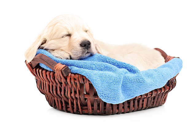walmart dog wee wee pads