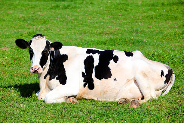istock Black and white cow lying down on the grass 453571241