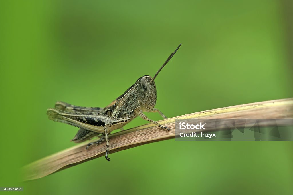 locust - Foto de stock de Agricultura royalty-free