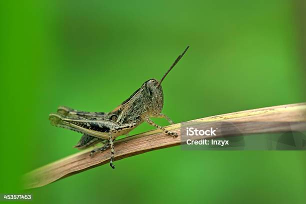 Foto de Locust e mais fotos de stock de Agricultura - Agricultura, Animal, Animal selvagem