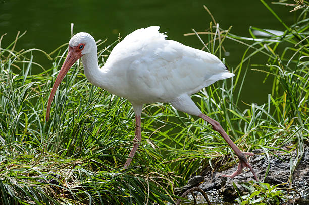 Crane Walking stock photo