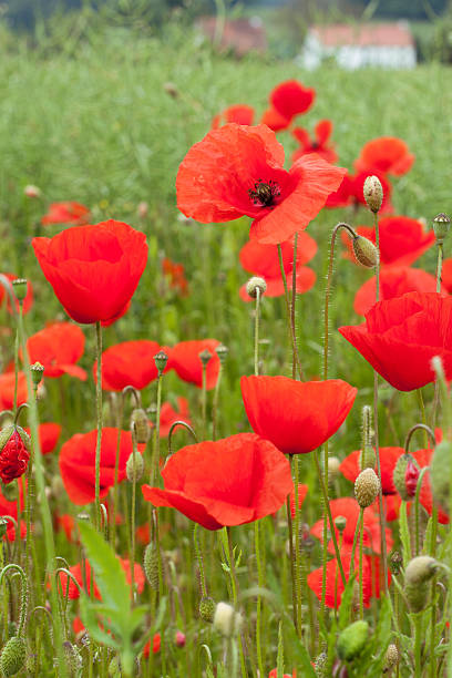 istock Poppies on the farm 453573679