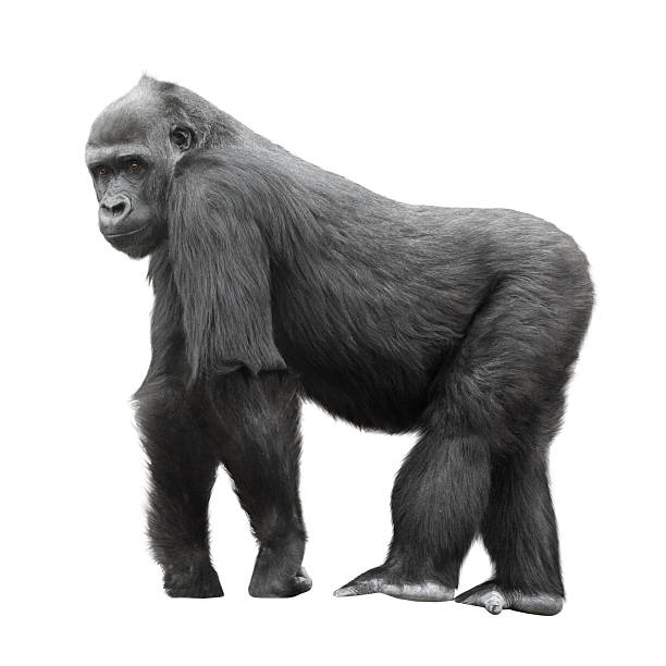 Silverback gorilla isolated on white Silverback gorilla standing on a lookout isolated on white background gorilla photos stock pictures, royalty-free photos & images