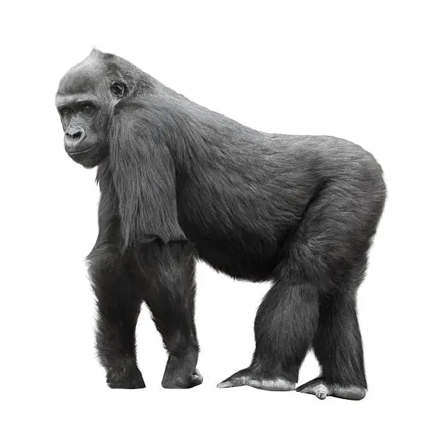 Photo of Silverback gorilla isolated on white