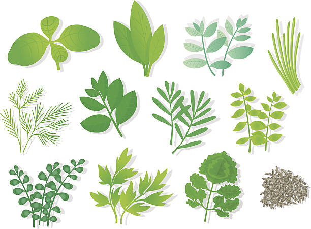ilustraciones, imágenes clip art, dibujos animados e iconos de stock de hierbas (12 varios). - herb chive parsley herb garden