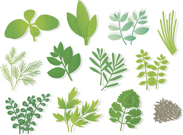 Vector illustration of Herbs (12 Varios).