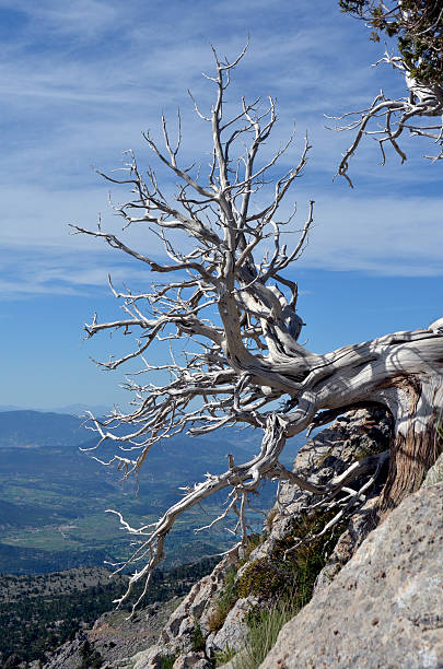 antica albero di pino aristata e nubi tempestose - bristlecone pine tree pine tree death foto e immagini stock