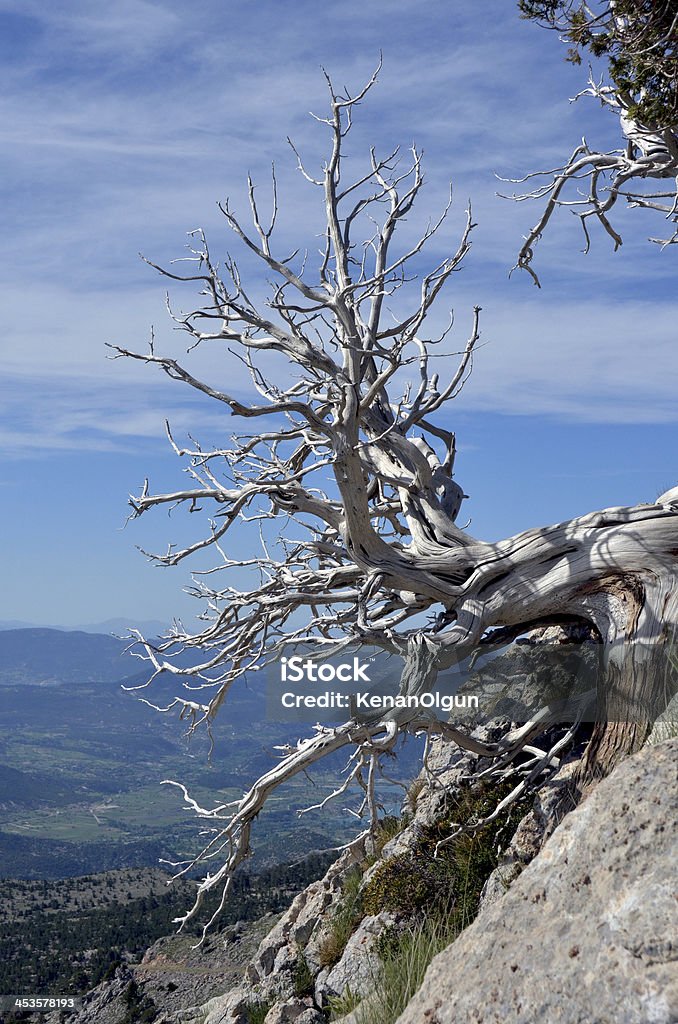 Pinho Bristlecone antigos e nuvens de tempestade - Foto de stock de Azul royalty-free