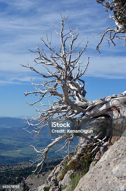 Arcaico Pinheiro Bristlecone Árvore E Nuvens De Tempestade - Fotografias de stock e mais imagens de Ao Ar Livre