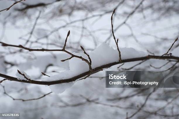 Snow On A Branch Stock Photo - Download Image Now - Bare Tree, Beauty In Nature, Branch - Plant Part