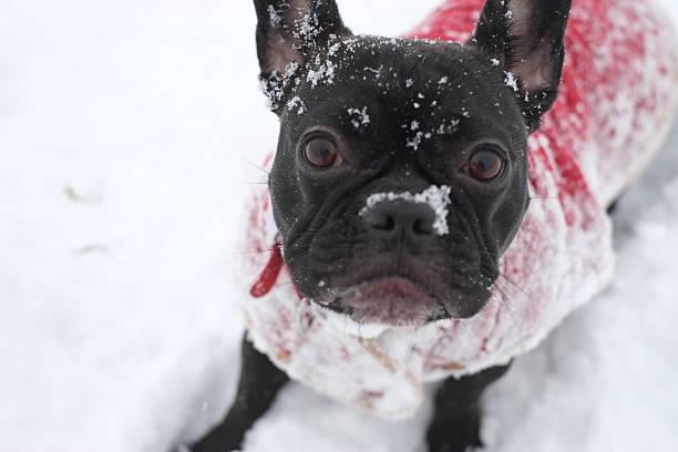 istock French Bulldog in the Snow 453578337