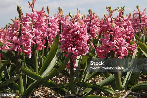 Foto de Campo De Flor Em Jardins De Keukenhof Nos Países Baixos e mais fotos de stock de Agricultura