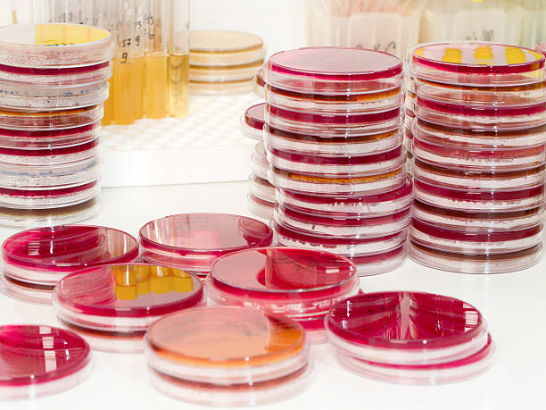 Laboratorio microbiológico - foto de stock