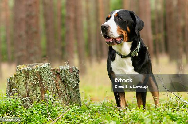 Greater Swiss Mountain Dog Stock Photo - Download Image Now - Dog, Animal, Forest