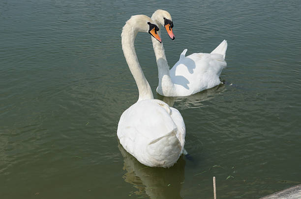 Deux cygnes - Photo