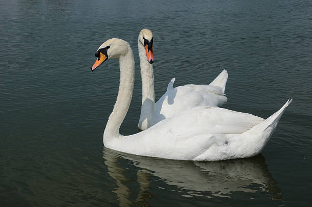 Deux cygnes - Photo