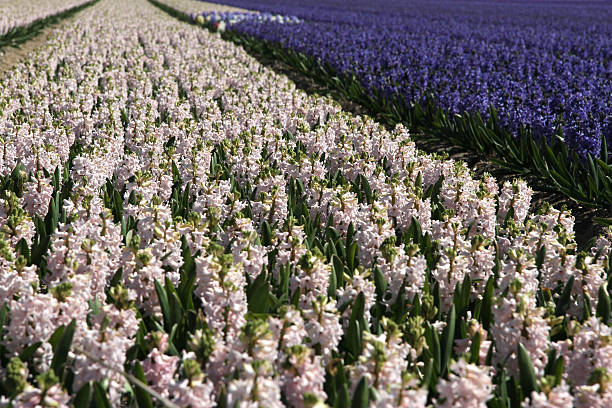 Flower field at Keukenhof gardens in The Netherlands stock photo