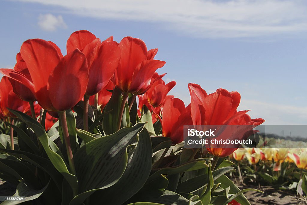 Campo de flores en los jardines de Keukenhof en los Países Bajos - Foto de stock de Agricultura libre de derechos
