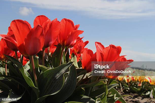 Campo De Flores En Los Jardines De Keukenhof En Los Países Bajos Foto de stock y más banco de imágenes de Agricultura