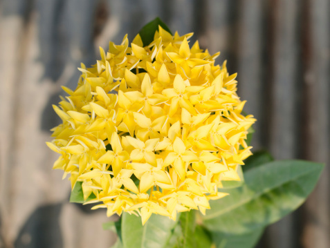 Euphorbia at Bute Park in Cardiff, Wales