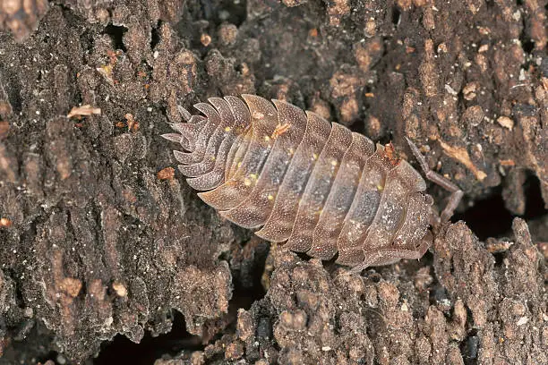 Woodlouse on wood, extreme close-up with high magnification