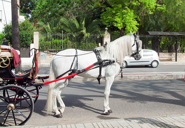 istock carriage white horse in Jeres,  Spain 453586389