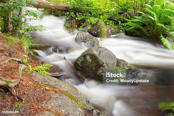 Intimo Rapids - Fotografie stock e altre immagini di Acqua - Acqua, Acqua fluente, Albero