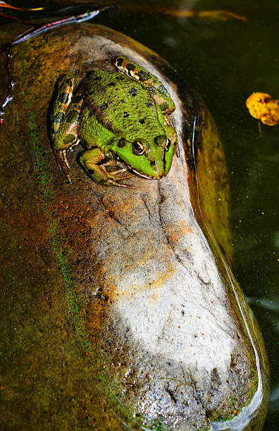 Frog on a rock in pond stock photo